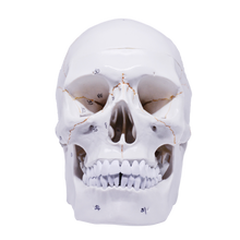 Load image into Gallery viewer, Model pedagogic craniu uman