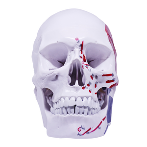 Model pedagogic craniu uman cu inserţii musculare