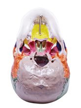 Load image into Gallery viewer, Model pedagogic craniu uman cu oase colorate