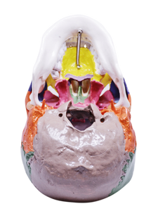 Model pedagogic craniu uman cu oase colorate