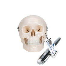 Load image into Gallery viewer, Mini model de craniu uman din 3 părţi (calotă, baza craniului, mandibulă) - 3B Smart Anatomy