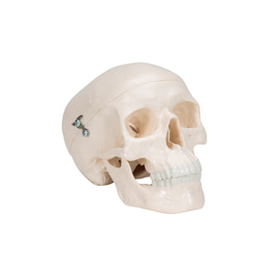 Mini model de craniu uman din 3 părţi (calotă, baza craniului, mandibulă) - 3B Smart Anatomy