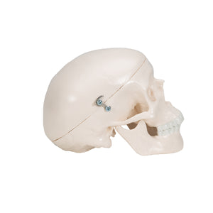 Mini model de craniu uman din 3 părţi (calotă, baza craniului, mandibulă) - 3B Smart Anatomy