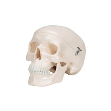 Load image into Gallery viewer, Mini model de craniu uman din 3 părţi (calotă, baza craniului, mandibulă) - 3B Smart Anatomy