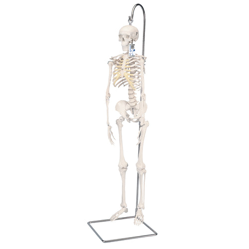 Mini model de schelet uman pe suport, suspendat, 1/2 dimensiune naturală - 3B Smart Anatomy