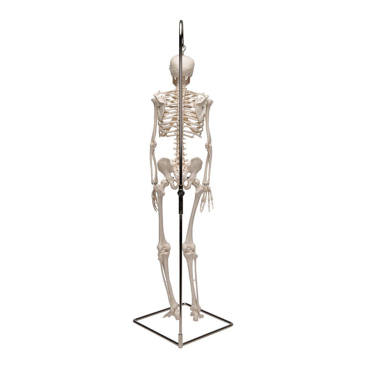 Mini model de schelet uman pe suport, suspendat, 1/2 dimensiune natura ...