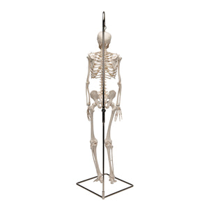 Mini model de schelet uman pe suport, suspendat, 1/2 dimensiune naturală - 3B Smart Anatomy