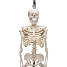 Load image into Gallery viewer, Mini model de schelet uman pe suport, suspendat, 1/2 dimensiune naturală - 3B Smart Anatomy