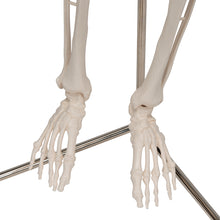 Load image into Gallery viewer, Mini model de schelet uman pe suport, suspendat, 1/2 dimensiune naturală - 3B Smart Anatomy