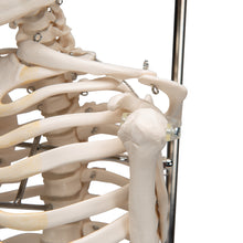 Load image into Gallery viewer, Mini model de schelet uman pe suport, suspendat, 1/2 dimensiune naturală - 3B Smart Anatomy