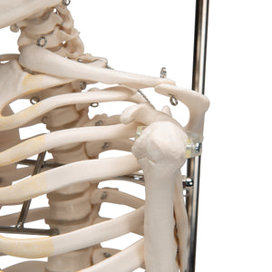 Mini model de schelet uman pe suport, suspendat, 1/2 dimensiune naturală - 3B Smart Anatomy