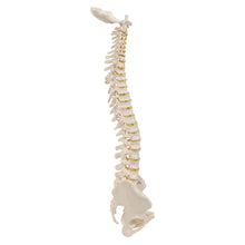 Load image into Gallery viewer, Mini Coloană Vertebrală elastică (fără suport) - 3B Smart Anatomy