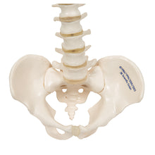 Load image into Gallery viewer, Mini Coloană Vertebrală elastică (fără suport) - 3B Smart Anatomy