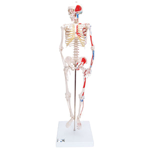 Model de schelet uman cu mușchi pictați, 1/2 dimensiune naturală - 3B Smart Anatomy