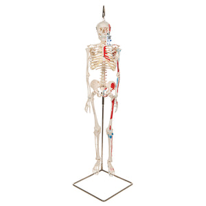 Model de schelet uman cu mușchi pictați, 1/2 dimensiune naturală, pe suport suspendat - 3B Smart Anatomy