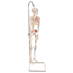 Model de schelet uman cu mușchi pictați, 1/2 dimensiune naturală, pe suport suspendat - 3B Smart Anatomy