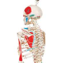 Load image into Gallery viewer, Model de schelet uman cu mușchi pictați, 1/2 dimensiune naturală, pe suport suspendat - 3B Smart Anatomy