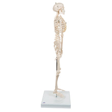 Load image into Gallery viewer, Model Mini schelet uman, 1/2 mărime naturală - 3B Smart Anatomy