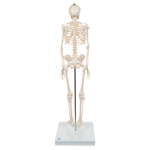 Model Mini schelet uman, 1/2 mărime naturală - 3B Smart Anatomy