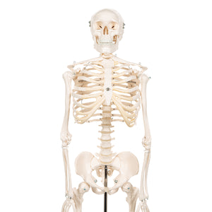 Model Mini schelet uman, 1/2 mărime naturală - 3B Smart Anatomy