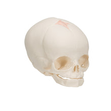 Load image into Gallery viewer, Model craniu fetal în a 30-a săptămână de sarcină - 3B Smart Anatomy