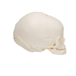 Model craniu fetal în a 30-a săptămână de sarcină - 3B Smart Anatomy
