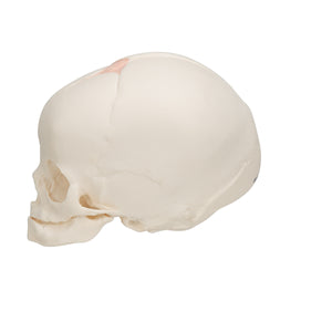 Model craniu fetal în a 30-a săptămână de sarcină - 3B Smart Anatomy