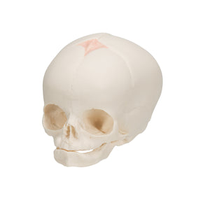 Model craniu fetal în a 30-a săptămână de sarcină - 3B Smart Anatomy