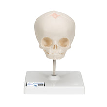 Load image into Gallery viewer, Model craniu fetal în a 30-a săptămână de sarcină (cu suport) - 3B Smart Anatomy
