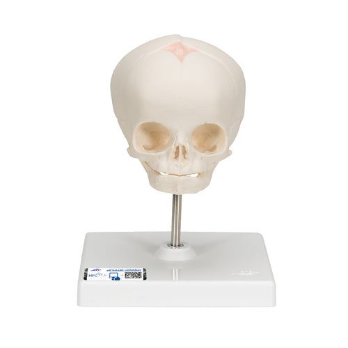 Model craniu fetal în a 30-a săptămână de sarcină (cu suport) - 3B Smart Anatomy