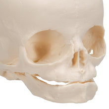 Load image into Gallery viewer, Model craniu fetal în a 30-a săptămână de sarcină (cu suport) - 3B Smart Anatomy