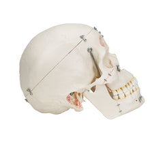 Load image into Gallery viewer, Model demonstrativ craniu uman, 10 componente - 3B Smart Anatomy