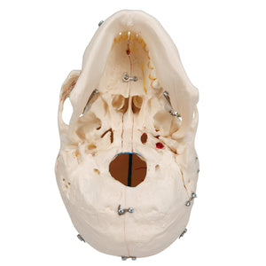 Model demonstrativ craniu uman, 10 componente - 3B Smart Anatomy