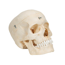 Load image into Gallery viewer, Model de craniu uman BONElike™, 6 componente - 3B Smart Anatomy
