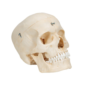 Model de craniu uman BONElike™, 6 componente - 3B Smart Anatomy