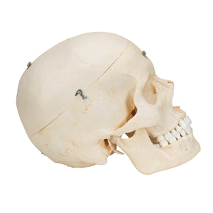 Model de craniu uman BONElike™, 6 componente - 3B Smart Anatomy