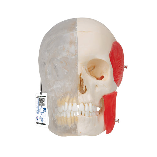Model craniu uman BONElike™, 8 componente- 3B Smart Anatomy