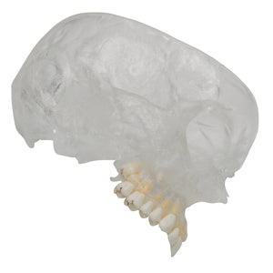 Model craniu uman BONElike™, 8 componente- 3B Smart Anatomy