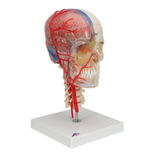 Load image into Gallery viewer, Craniu uman BONElike™, jumătate transparent și jumătate opac, cu creier și vertebre - 3B Smart Anatomy