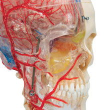 Load image into Gallery viewer, Craniu uman BONElike™, jumătate transparent și jumătate opac, cu creier și vertebre - 3B Smart Anatomy
