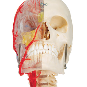 Craniu uman BONElike™, jumătate transparent și jumătate opac, cu creier și vertebre - 3B Smart Anatomy