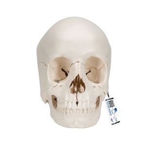 Model craniu uman adult model Beauchene, 22 părți - 3B Smart Anatomy