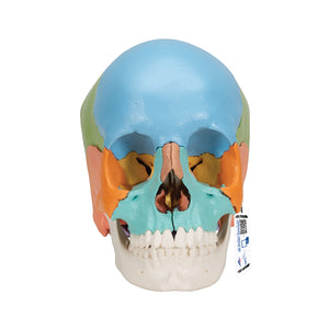 Model Beauchene craniu uman adult, versiune didactică colorată, 22 părţi - 3B Smart Anatomy