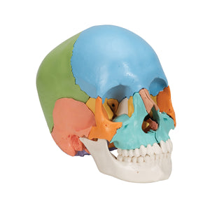 Model Beauchene craniu uman adult, versiune didactică colorată, 22 părţi - 3B Smart Anatomy