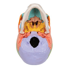 Load image into Gallery viewer, Model Beauchene craniu uman adult, versiune didactică colorată, 22 părţi - 3B Smart Anatomy