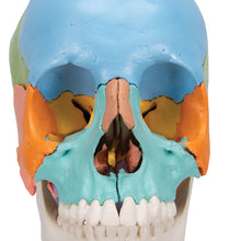 Load image into Gallery viewer, Model Beauchene craniu uman adult, versiune didactică colorată, 22 părţi - 3B Smart Anatomy