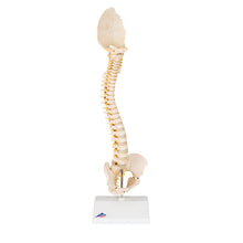 Load image into Gallery viewer, Model de coloană vertebrală copii BONElike™ - 3B Smart Anatomy