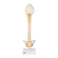 Load image into Gallery viewer, Model de coloană vertebrală copii BONElike™ - 3B Smart Anatomy
