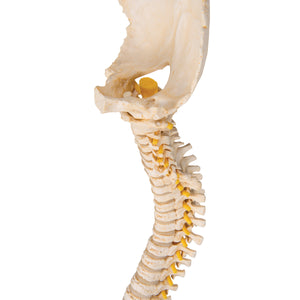 Model de coloană vertebrală copii BONElike™ - 3B Smart Anatomy