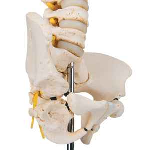 Model de coloană vertebrală copii BONElike™ - 3B Smart Anatomy
